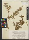 Foto von Salix purpurea subsp. amplexicaulis (Bory) C. K. Schneid.